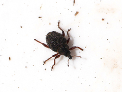 Rhinoncus pericarpius