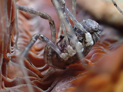 iNaturalist observation photo of Phalangioidea