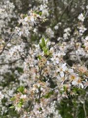 Prunus spinosa