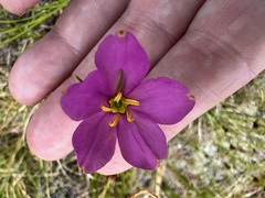 Sabatia grandiflora