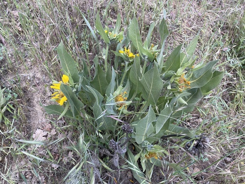 iNaturalist observation photo of Gray Mule-Ears