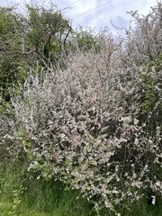 Prunus spinosa