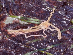 Amphiodia urtica