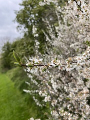 Prunus spinosa