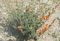 Sphaeralcea ambigua rugosa