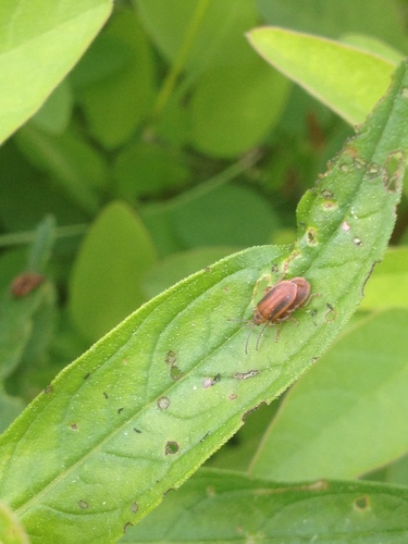 Black-margined Loosestrife Beetle photo 4