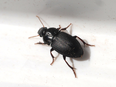 Harpalus tardus
