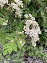 Sorbus aucuparia