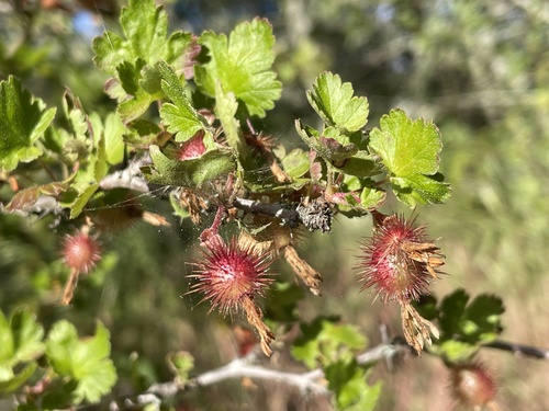 iNaturalist observation photo of canyon gooseberry
