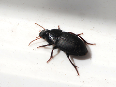 Harpalus tardus