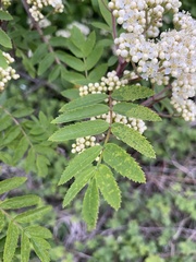 Sorbus aucuparia