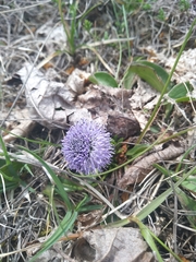 Globularia bisnagarica