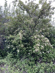 Sorbus aucuparia