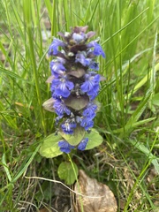 Ajuga reptans