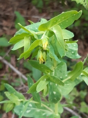Cerinthe minor