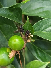 Frieseomelitta nigra