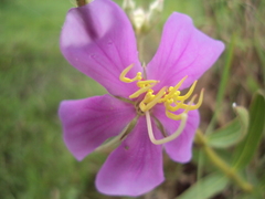 Chaetogastra gracilis