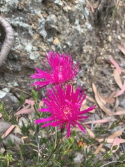Lampranthus spectabilis