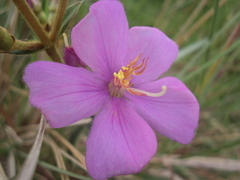 Chaetogastra gracilis