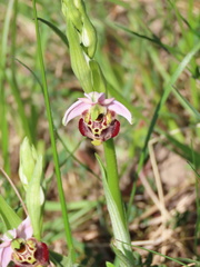Ophrys fuciflora