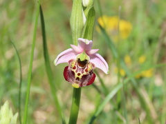 Ophrys fuciflora