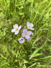 Cardamine pratensis