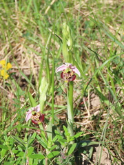 Ophrys fuciflora