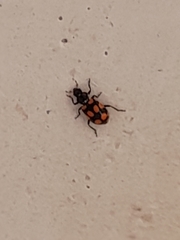 Eriopis
