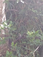 Turdus grayi