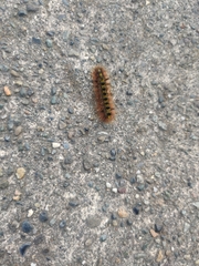 Lophocampa argentata