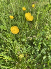 Ranunculus