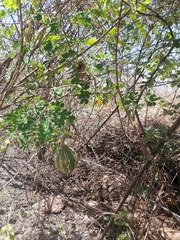 Cucurbita argyrosperma