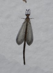 Peruveleon dorsalis