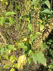 Ocimum carnosum