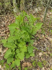 Lapsana communis intermedia