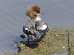 Mergus merganser