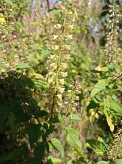 Ocimum carnosum