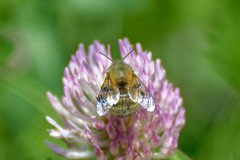 Anthophora plumipes