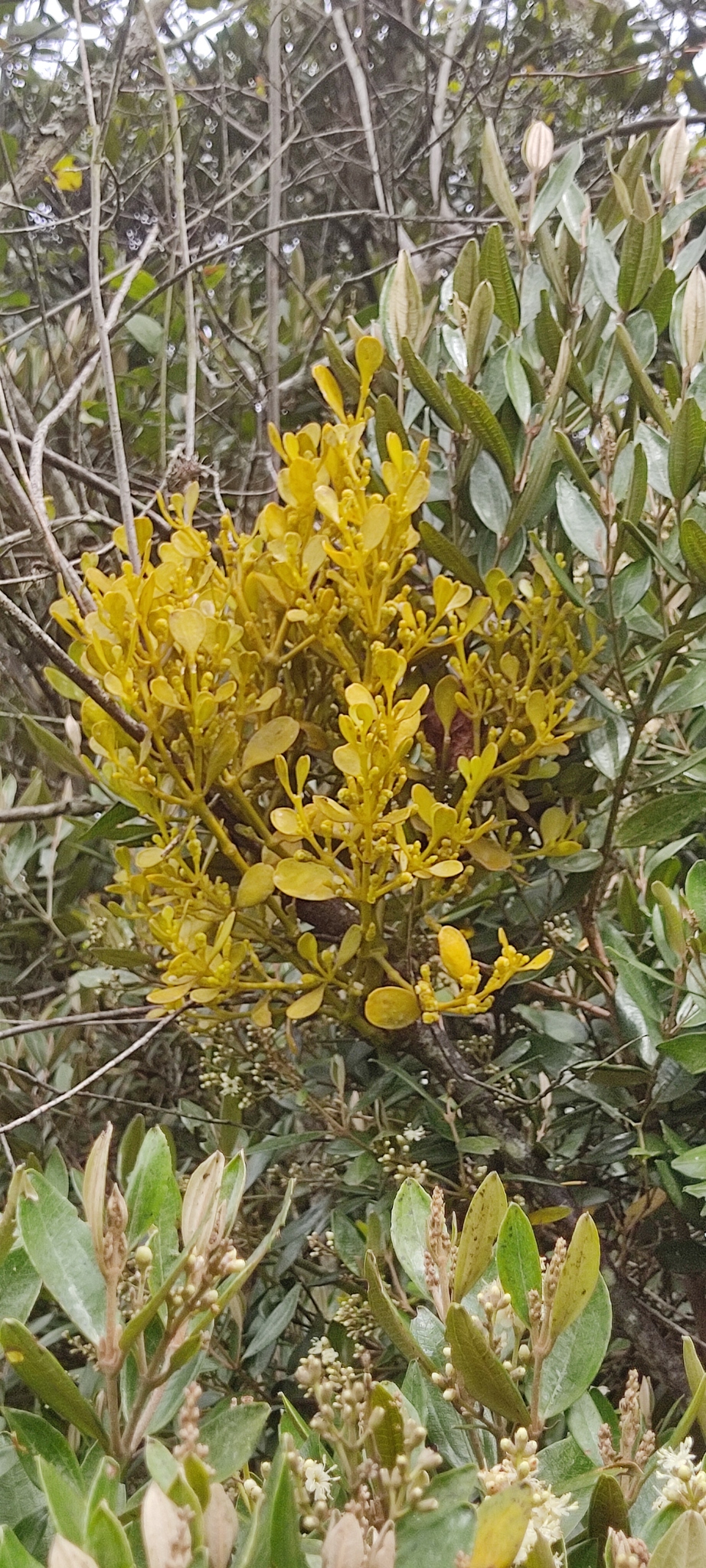 Genus Dendrophthora · iNaturalist