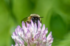 Anthophora plumipes