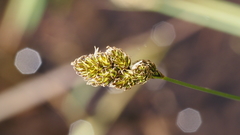 Carex subfusca