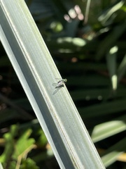 Condylostylus pruinosus