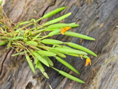 Acianthera sonderiana