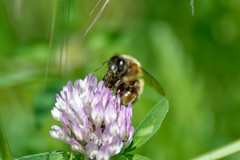 Anthophora plumipes