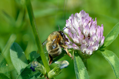 Anthophora plumipes