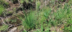 Carex subfusca