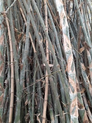 Dendrocalamus membranaceus