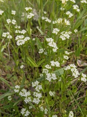 Valerianella dentata