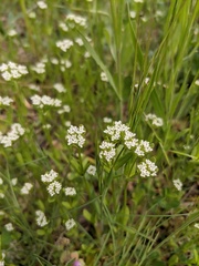 Valerianella dentata
