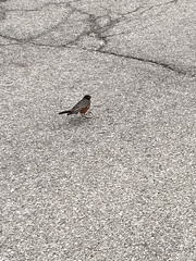 Turdus migratorius